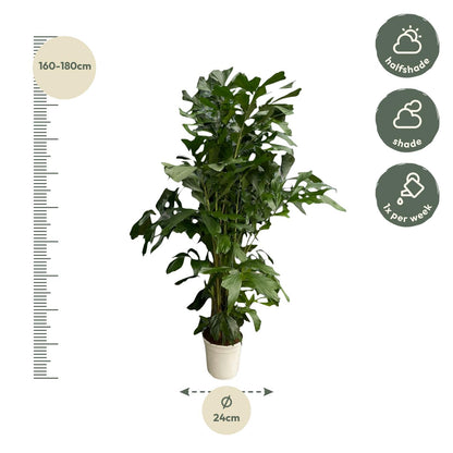 XL kamerplant - Caryota Mitis - Pot Ø 24cm Hoogte ↕ 160cm