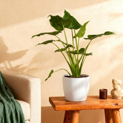 Kamerplant - Alocasia Cucullata - Pot Ø 21cm Hoogte ↕ 65-70cm
