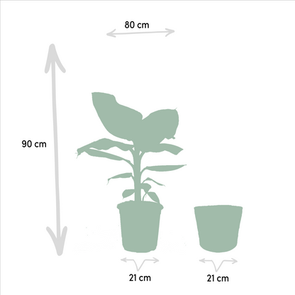 Kamerplant - Monstera Deliciosa ↕75cm + Musa Dwarf Cavendish ↕85cm - Met mand - Pot Ø 21cm