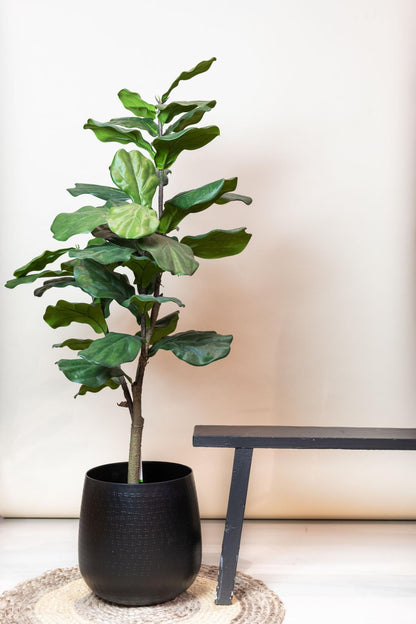 Kunstplant - Ficus Lyrata - Hoogte ↕ 120cm
