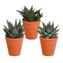 Kamerplant 3x Gasteria/Haworthia mix - Incl. terracotta pot - Pot Ø 8,5cm