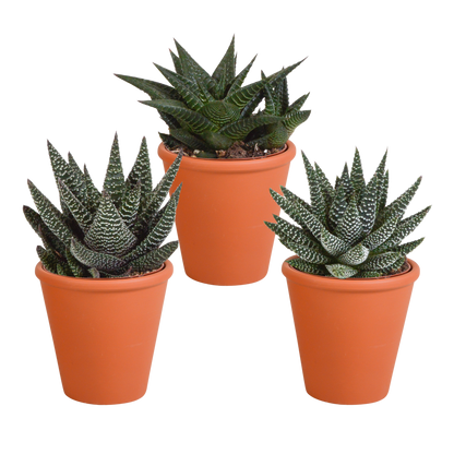 Kamerplant 3x Gasteria/Haworthia mix - Incl. terracotta pot - Pot Ø 8,5cm
