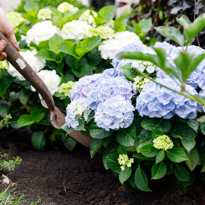 Buitenplant 2x Hydrangea Forever & Ever Blauw - Rijkbloeiend - Pot Ø 23cm Hoogte ↕ 55cm