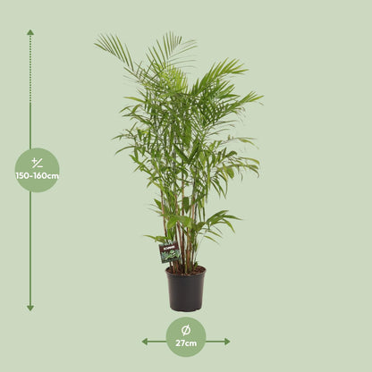 XL kamerplant - Chamaedorea Seifrizii - Pot Ø 27cm Hoogte ↕ 160cm