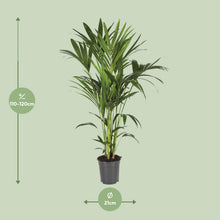 XL kamerplant - Howea Forsteriana - Pot Ø 21cm Hoogte ↕ 120cm