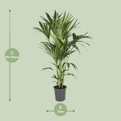 XL kamerplant - Howea Forsteriana - Pot Ø 21cm Hoogte ↕ 120cm