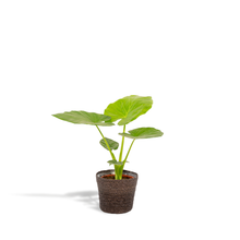 Kamerplant - Alocasia Macrorrhiza + Mand Igmar - Pot Ø 19cm Hoogte ↕ 70cm