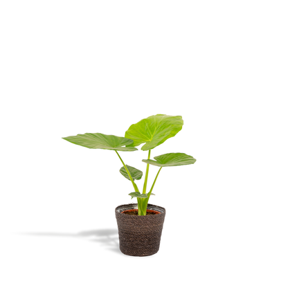 Kamerplant - Alocasia Macrorrhiza + Mand Igmar - Pot Ø 19cm Hoogte ↕ 70cm