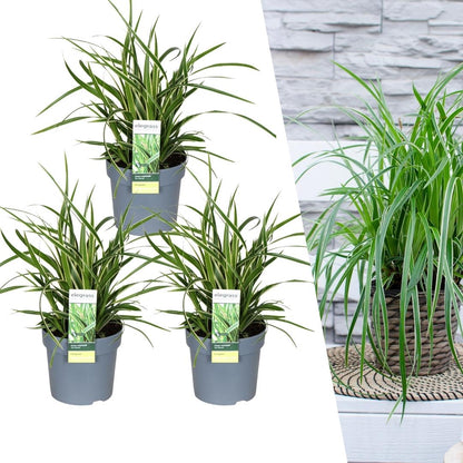 Buitenplant 3x Carex morrowi 'Ice Dance' - Pot Ø 14cm Hoogte ↕ 25cm