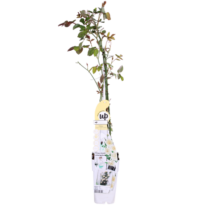 Buitenplant 3x Rosa Crazy in Love 'Vanilla' - Bloeiend - Pot Ø 15cm Hoogte ↕ 65cm