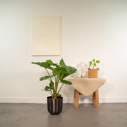 Kamerplant - Alocasia Portodora - Inclusief sierpot - Pot Ø 21cm Hoogte ↕ 80cm