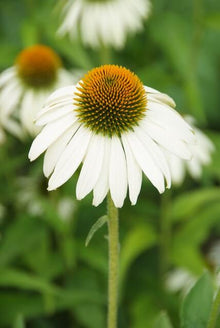 Buitenplant 6x Echinacea purpurea 'White Swan' - Bloeiend - Pot Ø 9cm Hoogte ↕ 10-25cm