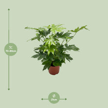Kamerplant - Fatsia Japonica - Pot Ø 21cm Hoogte ↕ 85cm