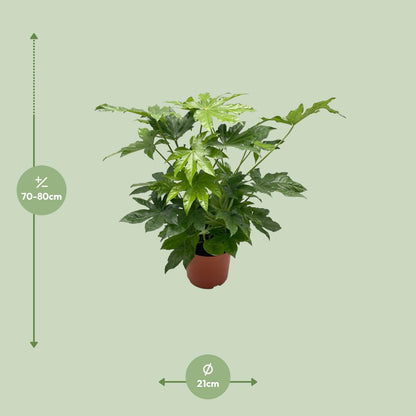 Kamerplant - Fatsia Japonica - Pot Ø 21cm Hoogte ↕ 85cm