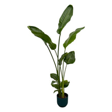 Kamerplant - Strelitzia Nicolai - Pot Ø 18cm Hoogte ↕ 100cm