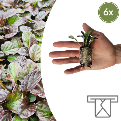 Buitenplant 6x Ajuga reptans - Bloeiend - Pot klein Hoogte ↕ variabel