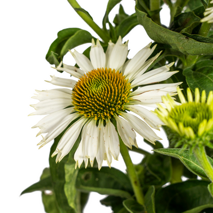 Buitenplant - Echinacea Purpurea White - Bloeiend - Pot Ø 19cm Hoogte ↕ 60-70cm