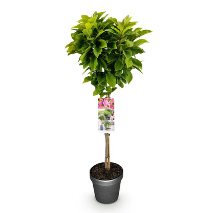 Buitenplant - Magnolia Susan op Stam - Winterhard - Pot Ø 19cm Hoogte ↕ 90cm