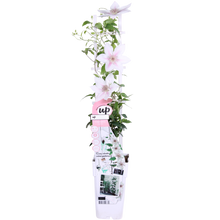 Buitenplant - Clematis Corinne - Bloeiend - Pot Ø 15cm Hoogte ↕ 65cm