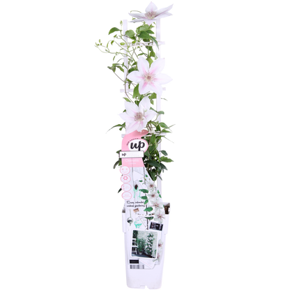 Buitenplant - Clematis Corinne - Bloeiend - Pot Ø 15cm Hoogte ↕ 65cm