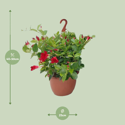 Buitenplant - Sundaville Hanging Basket Tricolor - Bloeiend - Pot Ø 25cm Hoogte ↕ 50cm