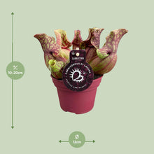 Buitenplant - Sarracenia Venosa - Pot Ø 12cm Hoogte ↕ 20cm