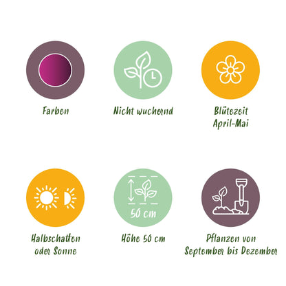 Buitenplant - Tulp Triumph Purple - Bloeiend - 15 bollen Bolmaat 11/12