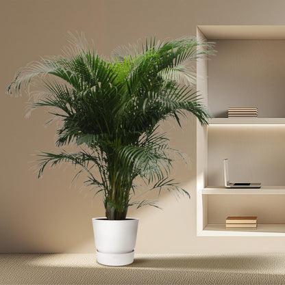 Kamerplant - Dypsis Lutescens (Areca Palm) - Hoogte ↕ 12-230cm