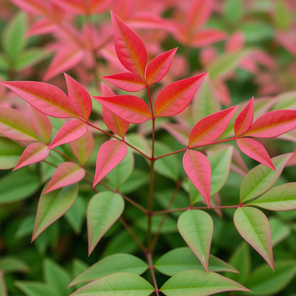 Buitenplant - Nandina domestica 'Obsessed' - Groenblijvend - Pot Ø 17cm Hoogte ↕ 45cm