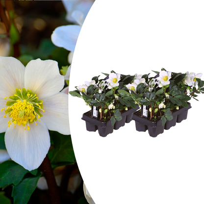 Buitenplant - Helleborus niger 'Christmas Carol' - Bloeiend - Pot Ø 9cm Hoogte ↕ 10-25cm
