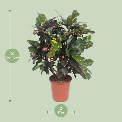 Kamerplant - Codiaeum Magnificent (Croton) - Pot Ø 27cm Hoogte ↕ 110cm