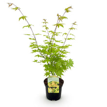 Buitenplant - Acer palmatum 'Summergold' - Japanse Esdoorn - Pot Ø 19cm Hoogte ↕ 70cm