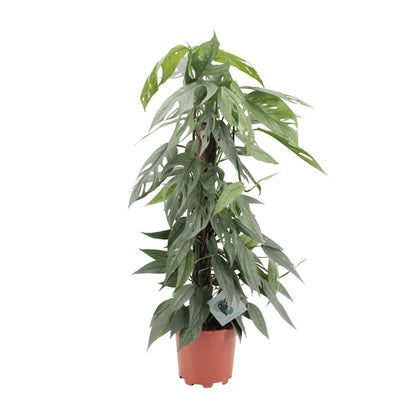 Kamerplant - Epipremnum Pinnatum Cebu Blue - Pot Ø 17cm Hoogte ↕ 65cm