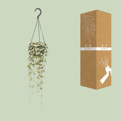 Kamerplant - Ceropegia Woodii - Hangplant - Pot Ø 14cm Hoogte ↕ 50cm