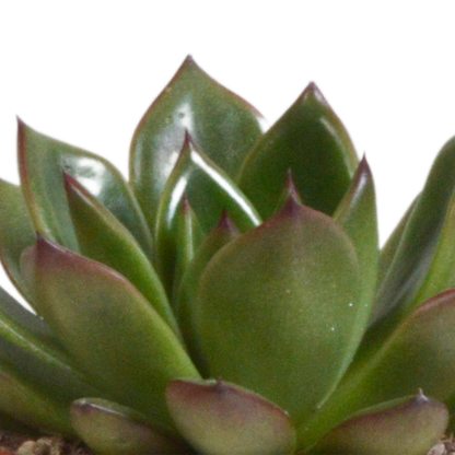 Kamerplant 3x Echeveria mix - In terracotta pot - Pot Ø 8.5cm