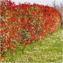 Buitenplant - Photinia fraseri 'Red Robin' - Haagplant set 6 stuks - Winterhard