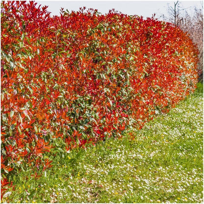 Buitenplant - Photinia fraseri 'Red Robin' - Haagplant set 6 stuks - Winterhard