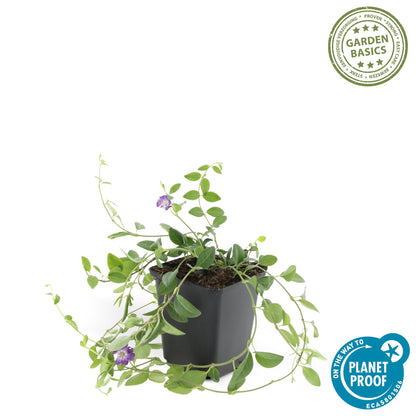 Buitenplant 48x Vinca minor 'Atropurpurea' - Bloeiend - Pot Ø 9cm Hoogte ↕ 10-25cm