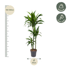 Kamerplant - Dracaena Janet Craig - Luchtzuiverend - Pot Ø 24cm Hoogte ↕ 150cm