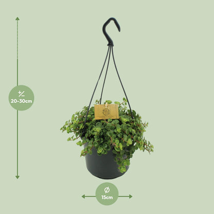 Kamerplant - Sedum Tornado - Pot Ø 15cm Hoogte ↕ 25cm