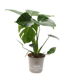 Kamerplant - Monstera Deliciosa - Pot Ø 15cm Hoogte ↕ 32cm