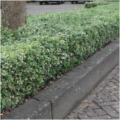 Buitenplant 6x Euonymus fortunei 'Emerald Gaiety' - Winterhard - Pot Ø 9cm Hoogte ↕ 10-25cm