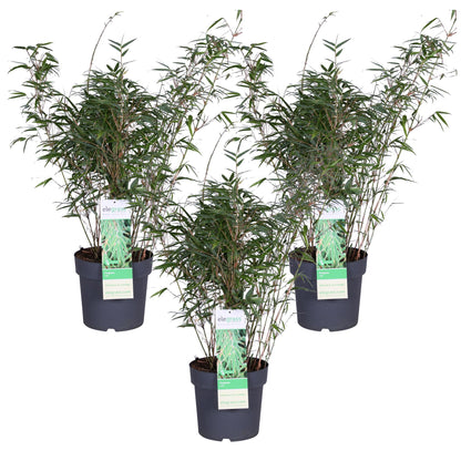 Buitenplant 3x Fargesia rufa - Groenblijvend - Pot Ø 23cm Hoogte ↕ 80cm