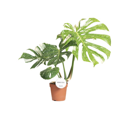 Kamerplant - Monstera Thai Constellation - Pot Ø 15cm Hoogte ↕ 40-50cm