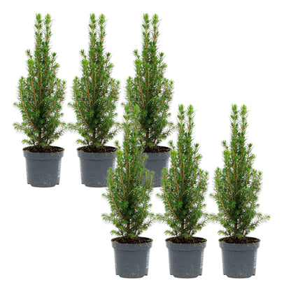 Buitenplant 6x Mini-Kerstboom Chamaecyparis - Pot Ø 9cm Hoogte ↕ 25-30cm