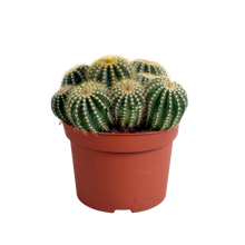 Kamerplant - Eriocactus warasii - Pot Ø 12cm
