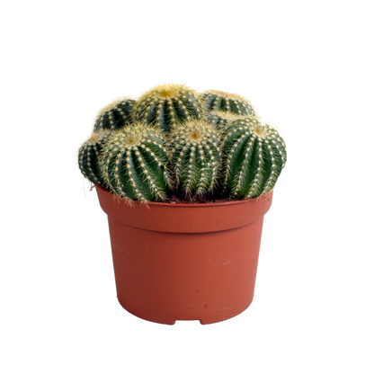 Kamerplant - Eriocactus warasii - Pot Ø 12cm