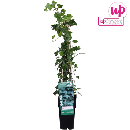 Buitenplant - Hedera helix - Klimplant - Pot Ø 15cm Hoogte ↕ 65cm