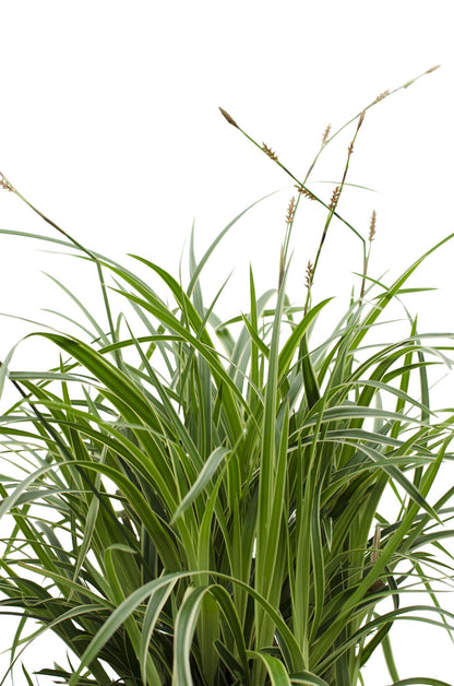 Buitenplant - Carex morrowii 'Ice Dance' - Pot Ø 14cm Hoogte ↕ 30cm