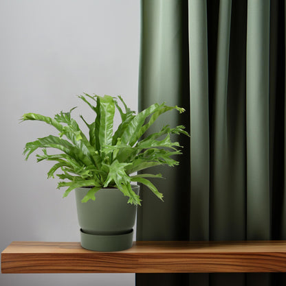 Kamerplant - Asplenium Nidus Crissie - Pot Ø 17cm Hoogte ↕ 40cm